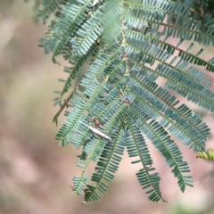 Plutella xylostella at Mount Ainslie - 9 Dec 2023