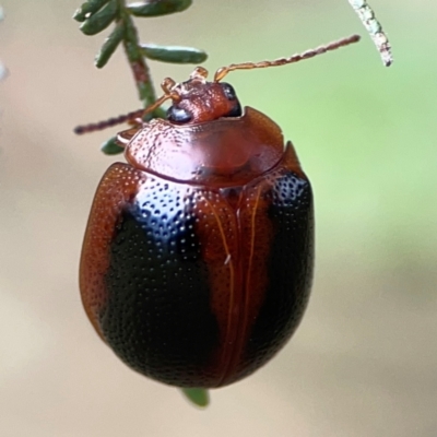 Dicranosterna immaculata (Acacia leaf beetle) at Ainslie, ACT - 9 Dec 2023 by Hejor1