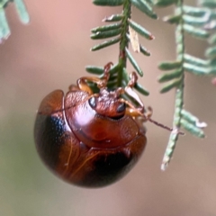 Dicranosterna immaculata at Mount Ainslie - 9 Dec 2023 12:17 PM