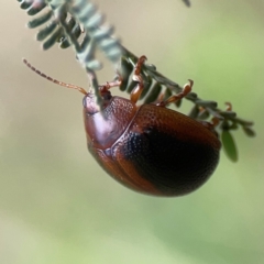 Dicranosterna immaculata at Mount Ainslie - 9 Dec 2023