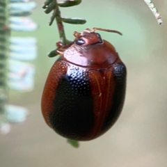 Dicranosterna immaculata at Mount Ainslie - 9 Dec 2023 12:17 PM