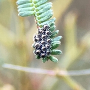 Oechalia schellenbergii at Mount Ainslie - 9 Dec 2023