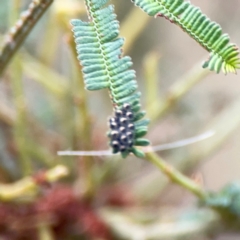 Oechalia schellenbergii at Mount Ainslie - 9 Dec 2023