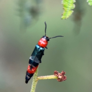 Paederus sp. (genus) at Mount Ainslie - 9 Dec 2023