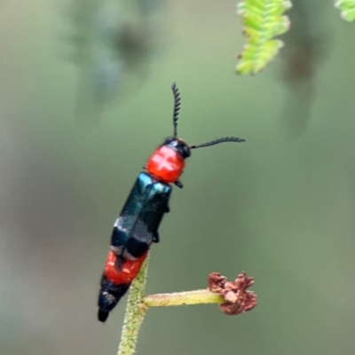 Paederus sp. (genus) (Whiplash rove beetle) at Ainslie, ACT - 9 Dec 2023 by Hejor1