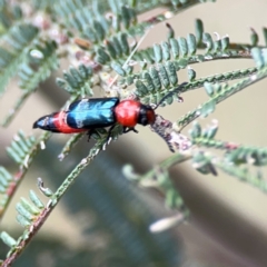 Paederus sp. (genus) at Mount Ainslie - 9 Dec 2023