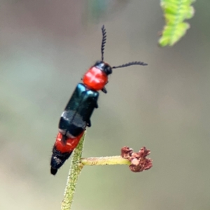 Paederus sp. (genus) at Mount Ainslie - 9 Dec 2023