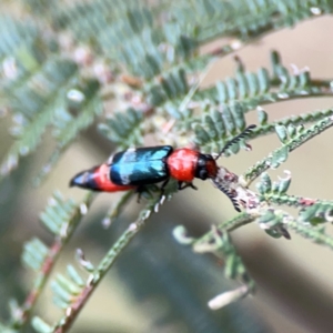 Paederus sp. (genus) at Mount Ainslie - 9 Dec 2023