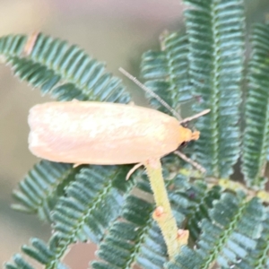 Eulechria electrodes at Mount Ainslie - 9 Dec 2023