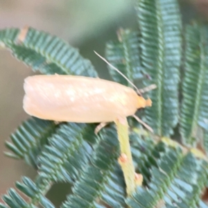 Eulechria electrodes at Mount Ainslie - 9 Dec 2023