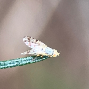 Austrotephritis pelia at Mount Ainslie - 9 Dec 2023