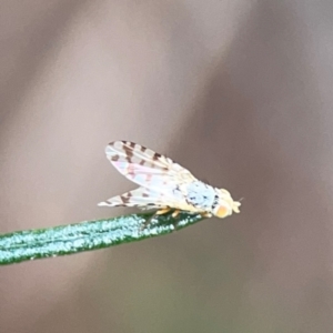 Austrotephritis pelia at Mount Ainslie - 9 Dec 2023