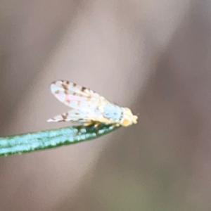 Austrotephritis pelia at Mount Ainslie - 9 Dec 2023