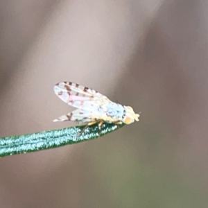 Austrotephritis pelia at Mount Ainslie - 9 Dec 2023