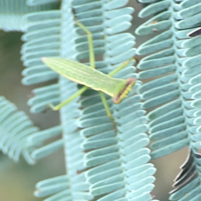 Orthodera ministralis (Green Mantid) at Ainslie, ACT - 9 Dec 2023 by Hejor1