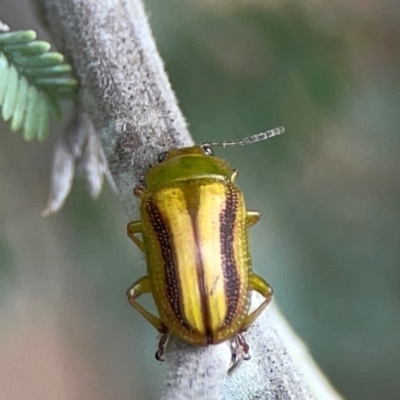Calomela juncta (Leaf beetle) at Mount Ainslie - 9 Dec 2023 by Hejor1