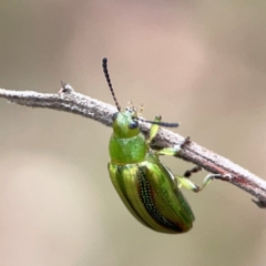 Calomela juncta at Mount Ainslie - 9 Dec 2023