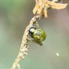 Calomela (genus) (Acacia leaf beetle) at Mount Ainslie - 9 Dec 2023 by Hejor1