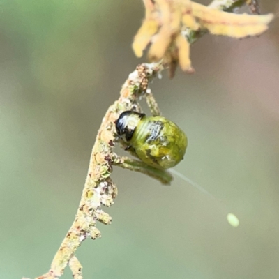 Calomela sp. (genus) (Acacia leaf beetle) at Ainslie, ACT - 9 Dec 2023 by Hejor1