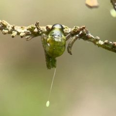 Calomela sp. (genus) at Mount Ainslie - 9 Dec 2023