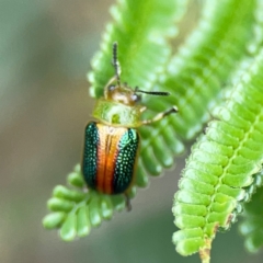 Calomela parilis (Leaf beetle) at Ainslie, ACT - 9 Dec 2023 by Hejor1
