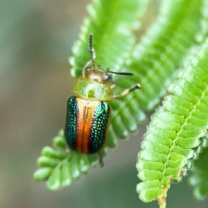 Calomela parilis at Mount Ainslie - 9 Dec 2023