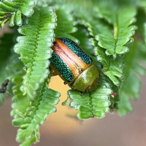 Calomela parilis at Mount Ainslie - 9 Dec 2023