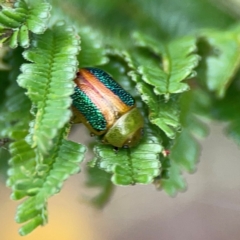 Calomela parilis at Mount Ainslie - 9 Dec 2023