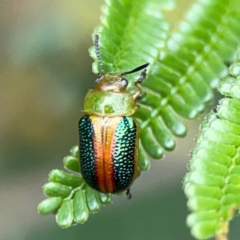 Calomela parilis at Mount Ainslie - 9 Dec 2023