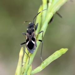 Dieuches maculicollis (Black-and-white seed bug) at Mount Ainslie - 9 Dec 2023 by Hejor1