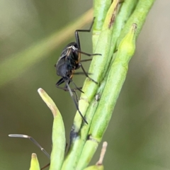 Dieuches sp. (genus) at Mount Ainslie - 9 Dec 2023