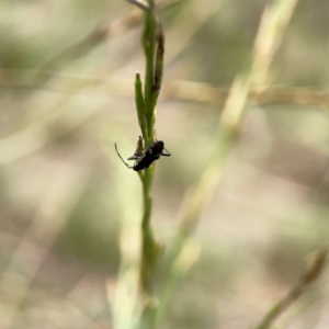 Dieuches sp. (genus) at Mount Ainslie - 9 Dec 2023