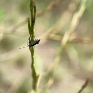 Dieuches sp. (genus) at Mount Ainslie - 9 Dec 2023