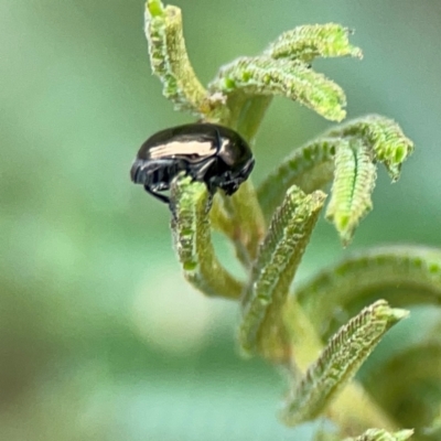 Ditropidus sp. (genus) (Leaf beetle) at Ainslie, ACT - 9 Dec 2023 by Hejor1