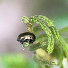 Ditropidus sp. (genus) at Mount Ainslie - 9 Dec 2023