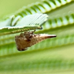 Terentiini sp. (tribe) (A treehopper) at Ainslie, ACT - 9 Dec 2023 by Hejor1