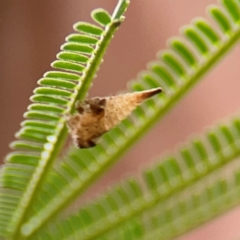 Terentiini sp. (tribe) at Mount Ainslie - 9 Dec 2023