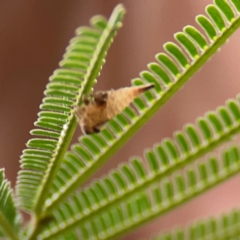 Terentiini sp. (tribe) at Mount Ainslie - 9 Dec 2023