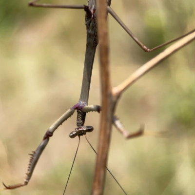 Unidentified Praying mantis (Mantodea) at Ainslie, ACT - 9 Dec 2023 by Hejor1