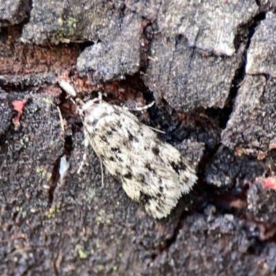 Barea exarcha (Spotty Barea) at Ainslie, ACT - 9 Dec 2023 by Hejor1