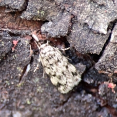 Barea exarcha at Mount Ainslie - 9 Dec 2023