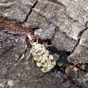 Barea exarcha at Mount Ainslie - 9 Dec 2023