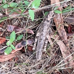 Coryphistes ruricola (Bark-mimicking Grasshopper) at Mount Ainslie - 9 Dec 2023 by Hejor1