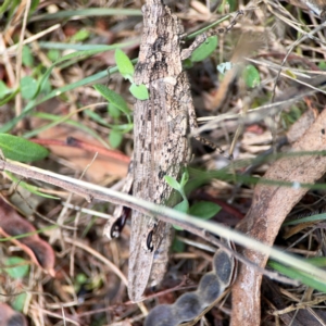 Coryphistes ruricola at Mount Ainslie - 9 Dec 2023 12:39 PM