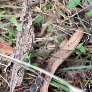 Coryphistes ruricola at Mount Ainslie - 9 Dec 2023 12:39 PM