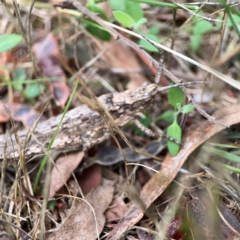 Coryphistes ruricola at Mount Ainslie - 9 Dec 2023 12:39 PM