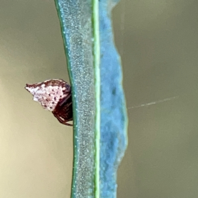 Phoroncidia sextuberculata (Six-knobbed Phoroncidia) at Ainslie, ACT - 9 Dec 2023 by Hejor1
