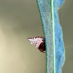 Phoroncidia sextuberculata at Mount Ainslie - 9 Dec 2023
