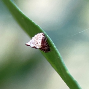 Phoroncidia sextuberculata at Mount Ainslie - 9 Dec 2023