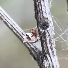 Phoroncidia sextuberculata at Mount Ainslie - 9 Dec 2023